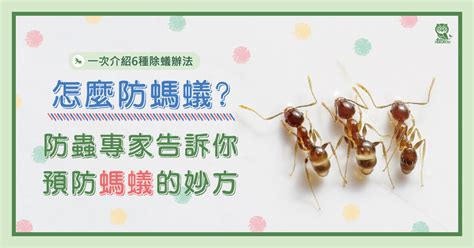 家裡 有 螞蟻 代表 什麼|怎麼防螞蟻？螞蟻大軍怕什麼？居家螞蟻防治專家告訴。